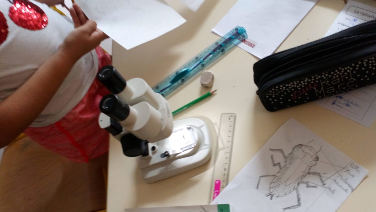 Les insectes à la loupe Paléodécouvertes