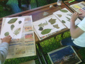 Herbier