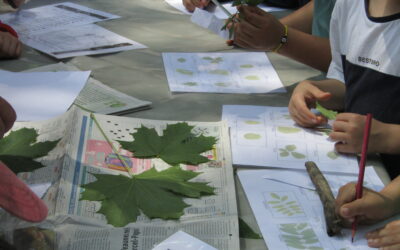 Animations – Ateliers